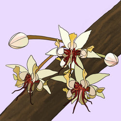 An illustration of tiny flowers that grow into cacao seed pods