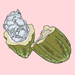 An illustration of a cacao seed pod cracked open