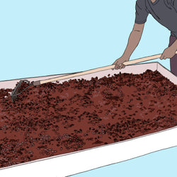 An illustration of cacao seeds spread out on raised beds to dry in the sun