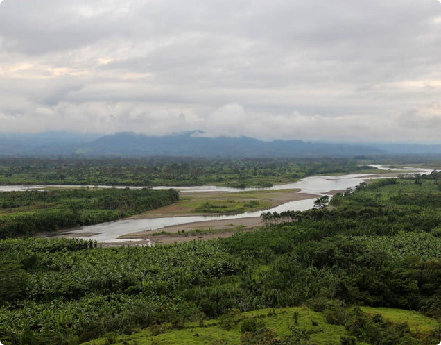 A photo of the Ucayali River farm, where Monsoon Chocolate sources cacao