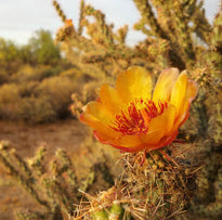 A flowering cactus in the Sonoran Desert
