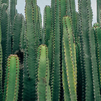 A photo of Sonoran Desert cacti 