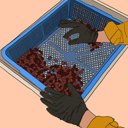 An illustration of hand sorting cocoa beans
