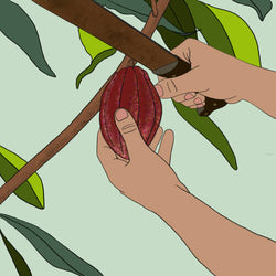 An illustration of a person harvesting a cacao seed pod from the tree