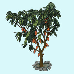 An illustration of the Theobroma Cacao growing