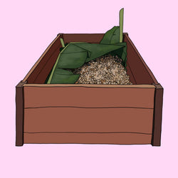 An illustration of a box of cacao seeds undergoing a fermenting process