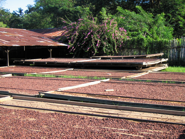 A photo of Bejofo Estate's cacao