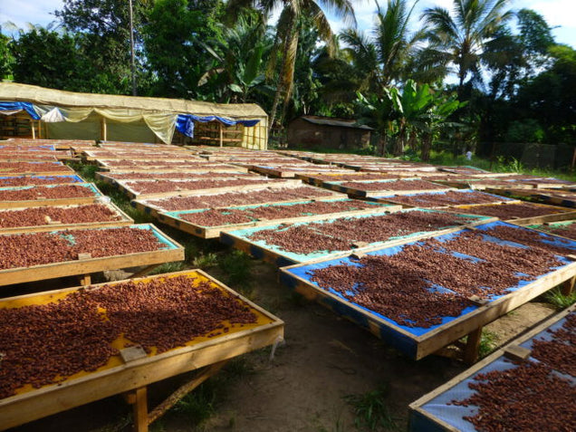 A photo of Kokoa Kamili's cacao process, where Monsoon Chocolate sources cacao
