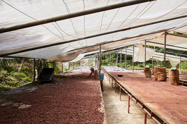 A photo of the Bachelor's Hall Estate farm, with tables of cocoa beans