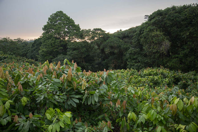A photo of the Costa Esmeraldas farm, where Monsoon Chocolate sources cacao