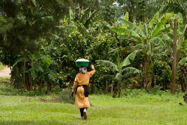 A photo of a person carrying cacao at Latitude Trade Company, where Monsoon Chocolate sources cacao